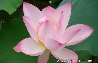 Pink Lotus Flower Wallpaper Pictures Image