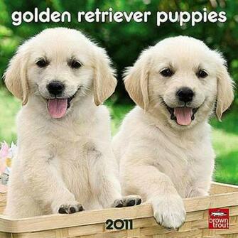 Cute Golden Retriever Puppies Wallpaper In Christmas