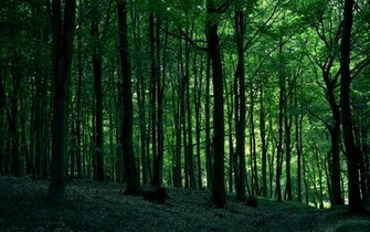 Name Awesome Trees Browser Themes Desktop Picture