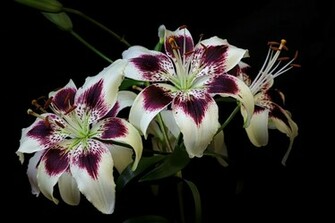 Blok888 Top Most Beautiful Flowers In The World