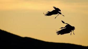 Bird Silhouette HD Wallpaper Inn Pictures