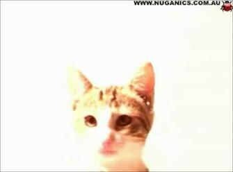 Adorable Cat Screensaver