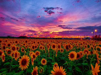 Sunflower And Roses Wallpaper