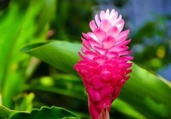 Picture With Pink Flower In Green Background HD Wallpaper For