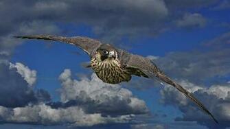 Falcon Computer Wallpaper Desktop Background Id