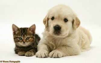 Related Pictures Lovely Pets Cute Funny Animals Gp04