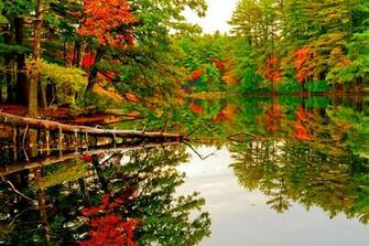 Autumn Forest Pond Desktop Background Wallpaper HD