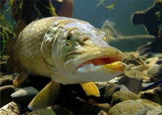 Largemouth Bass Wallpaper For Desktop