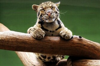 Clouded Leopard Photos Wallpaper The Fun Bank