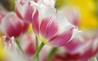 Tulip Wallpaper HD Photos