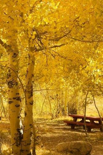 Meples Trees Ipod Touch Wallpaper HD Pictures