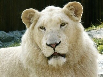 White Lion Desktop Pc And Mac Wallpaper