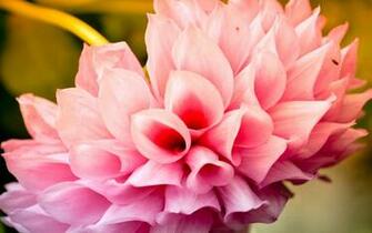 Cool Flower Background Wallpaper Creatives