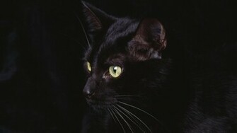 Black Cat Animal Wallpaper Full HD Desktop