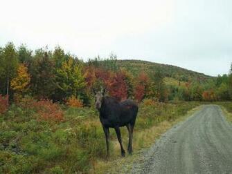 Maine S Moosehead Lake Region Moose Watching Tour