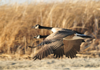 Top Goose Wallpaper Full HD 4k To Use