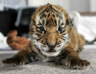 Animals Pictures Funny Wallpaper Diet