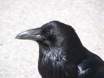 Pin The Crow Wallpaper Brandon Lee Desktop Photos On