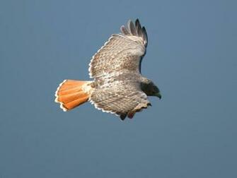 Red Tailed Hawk Wallpaper Downlod Eagle