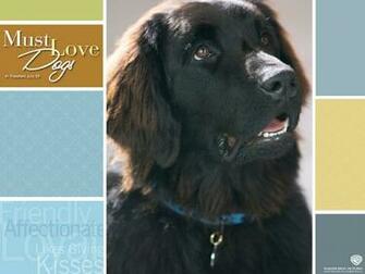 Must Love Dogs Movie Wallpaper World