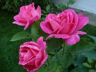 Pink Roses Wallpaper And Screensavers