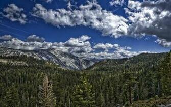 Forest Scene High Quality And Resolution Wallpaper On