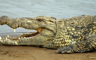 Crocodile Wallpaper