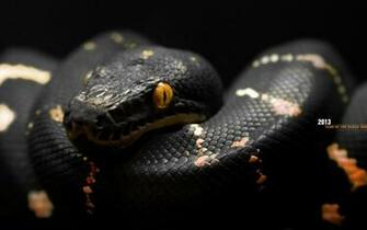 Year Of The Black Snake Desktop Pc And Mac Wallpaper