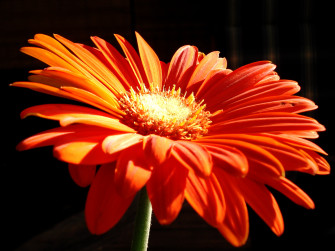 Orange Flowers Wallpaper