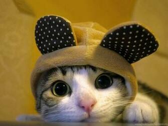 Cute Dressed Cat Wallpaper Pictures Photos Image
