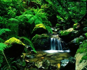 Wallpaper Zh Nature Pictures Forest