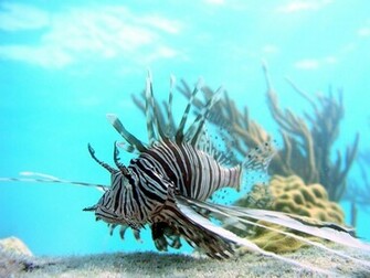 Lionfish Wallpaper
