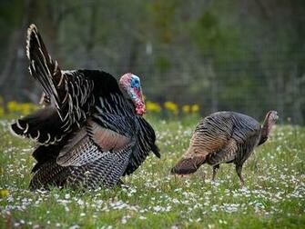 A Wild Turkey Desktop Background