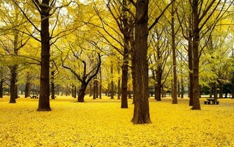 Wallpaper Japanese Autumn Scenery