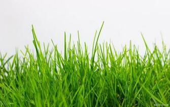 Wallpaper Nature Grass Football Pitches