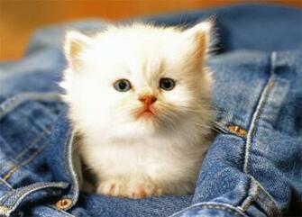 Cute Baby Animal Pictures Desktop Wallpaper Creative Fan