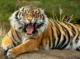 Siberian Tiger
