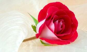 Red Roses 1080p Wallpaper New HD