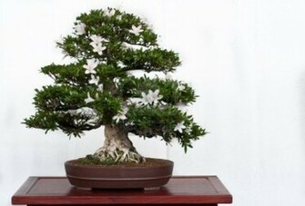 Satsuki Azalea Bonsai HD Wallpaper