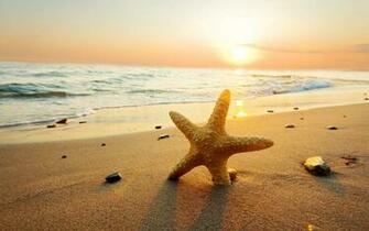 Starfish Wallpaper