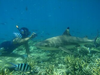 Underwater HD Wallpaper Scuba Diving Res