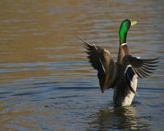 Duck Info And Photos The Wildlife