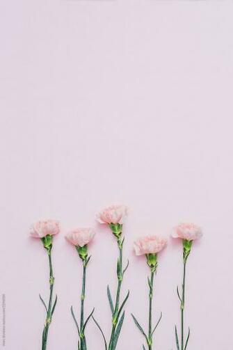 Five Pink Carnation Flowers Over Background Quote In