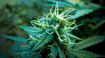 Kush Background
