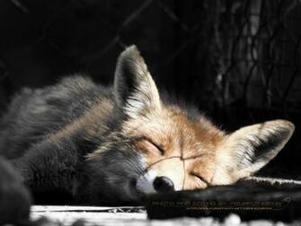 Fox Sleep Wallpaper By Azurfox Fur Affinity Dot Net