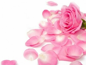 Tag Pink Rose Wallpaper Background Photos Pictures And Image