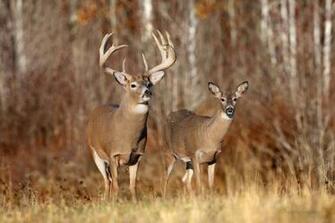 Deer HD Wallpaper
