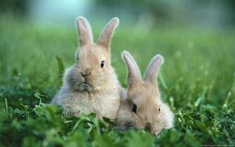 Baby Rabbit Wallpaper