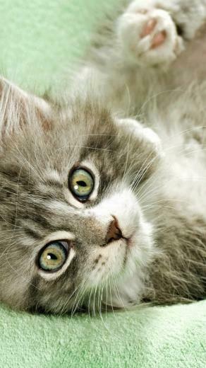 Cute Kitten Widescreen Wallpaper