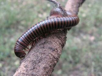 Ugly Insects Pictures Funny Animal
